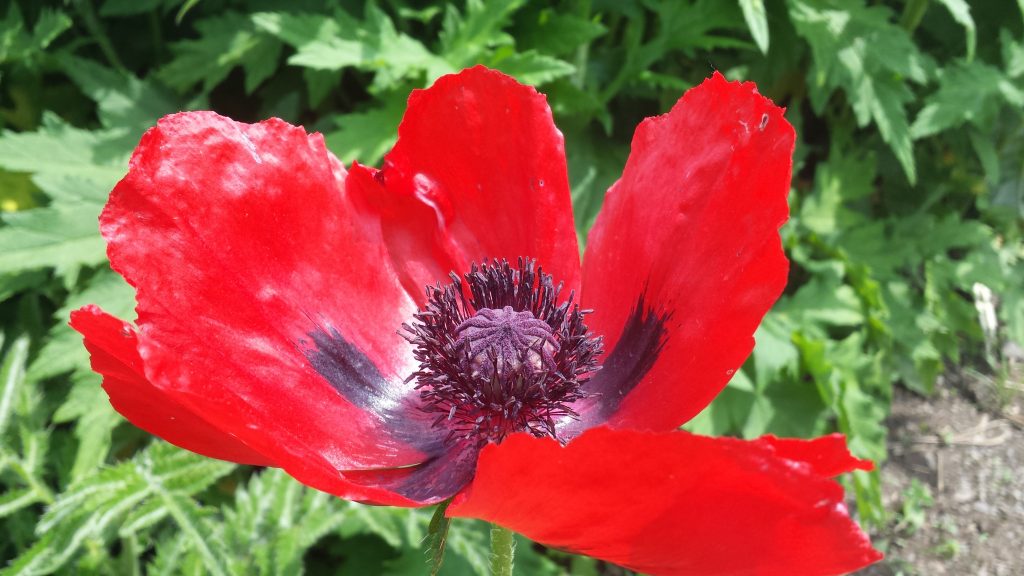 Papaver orientale, Pavot oriental