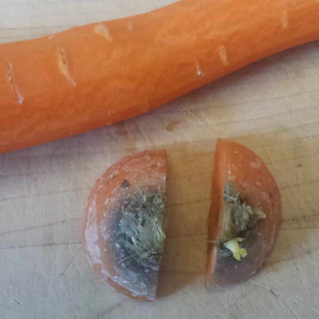 germe carotte