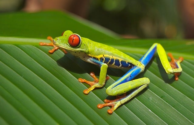 grenouille arboricole