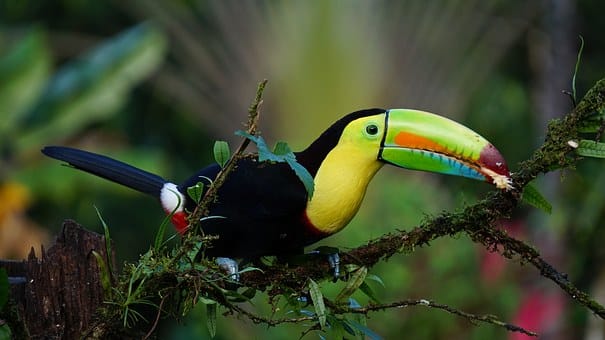 toucan, costa rica, tropical